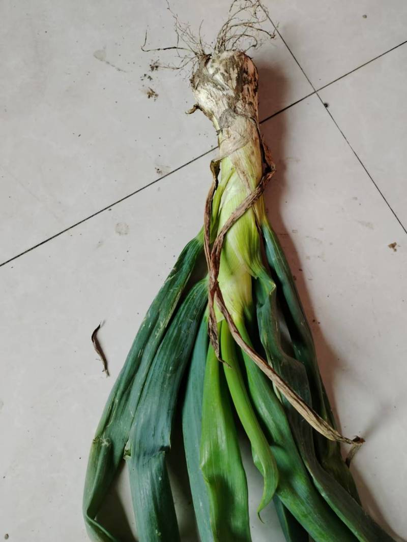鸡腿大葱，大量批发，现拔现卖