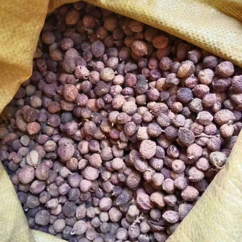 精品砂仁大量上市品质保证一手货源量大从优欢迎联系