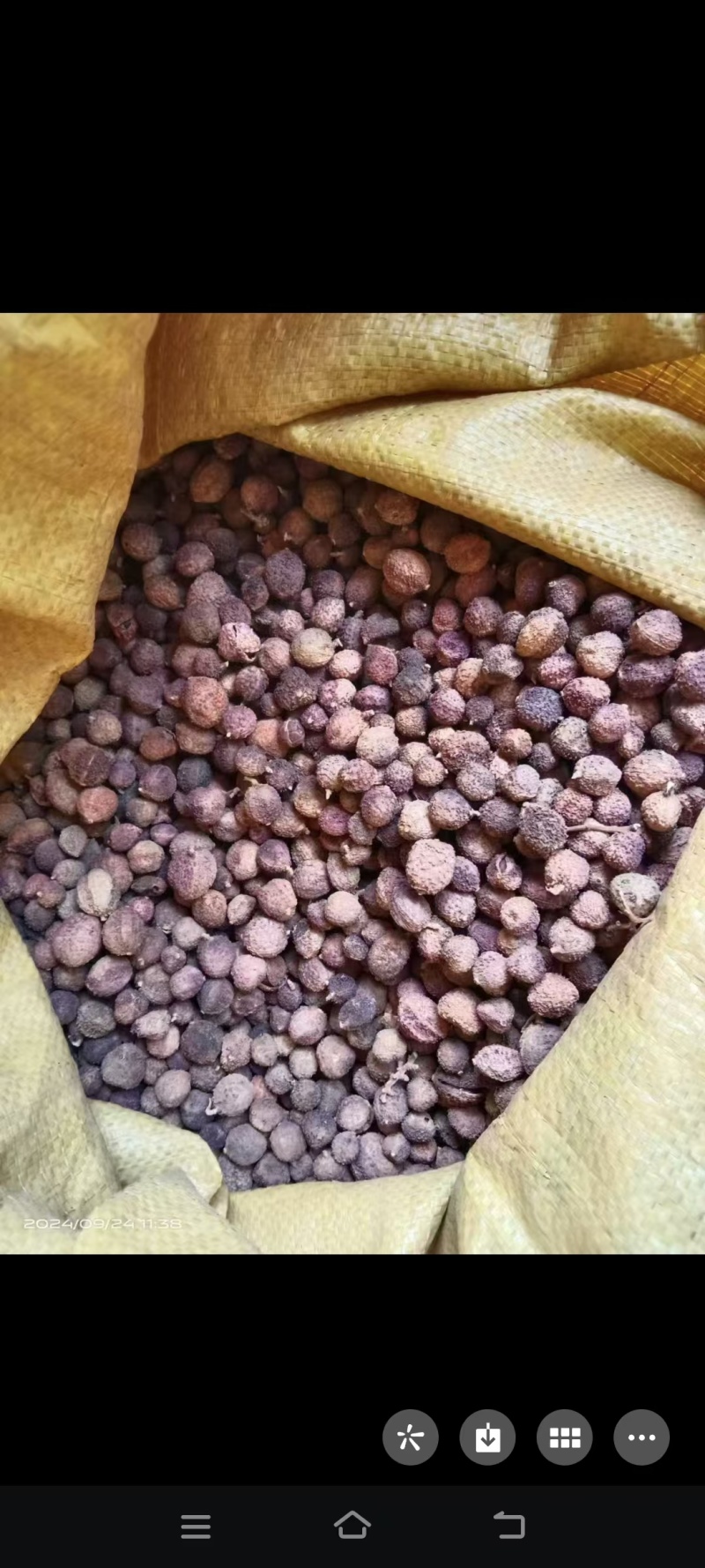 精品砂仁大量上市品质保证一手货源量大从优欢迎联系