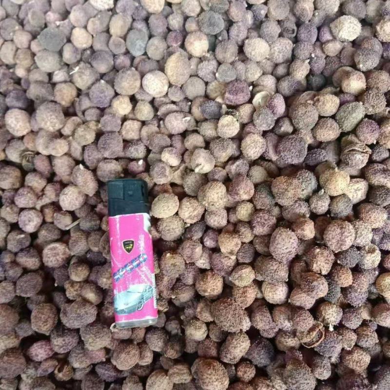 云南精品砂仁大量上市品质保证量大从优一手货源