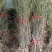 嫁接枣树苗特大耐寒地栽庭院盆栽阳台沾化冬枣明年结果包邮价