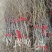 嫁接枣树苗特大耐寒地栽庭院盆栽阳台沾化冬枣明年结果包邮价