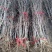 嫁接枣树苗特大耐寒地栽庭院盆栽阳台沾化冬枣明年结果包邮价