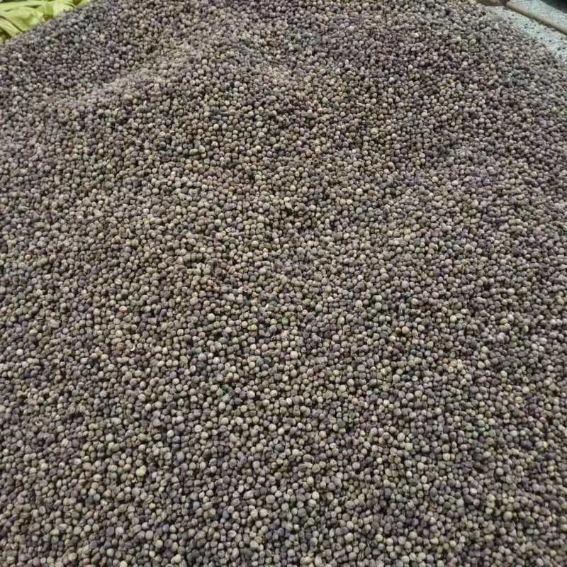 云南精品砂仁大量上市品质保证量大从优一手货源