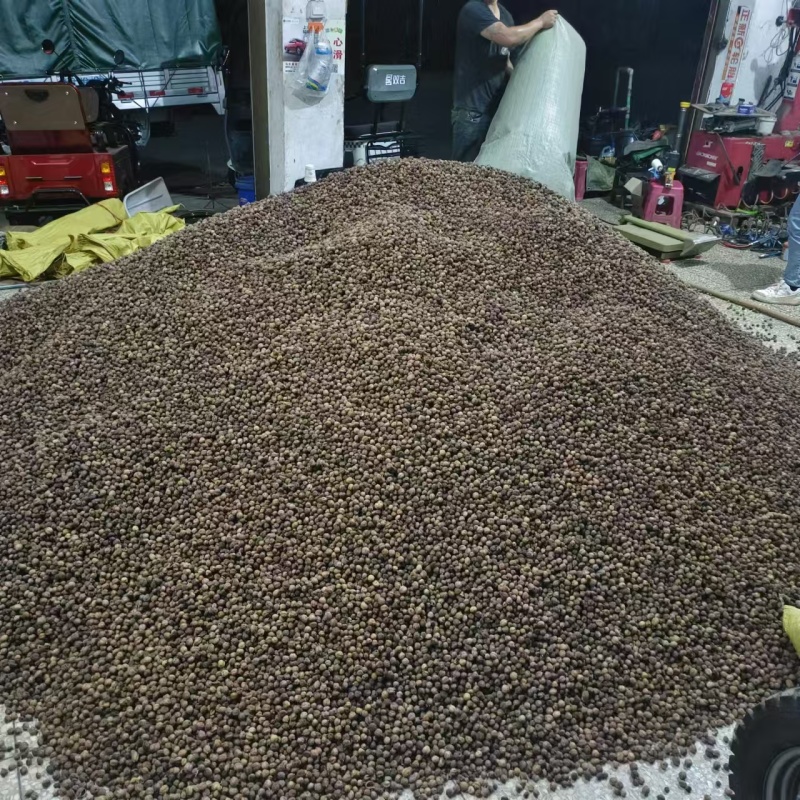 云南精品砂仁大量上市品质保证量大从优一手货源