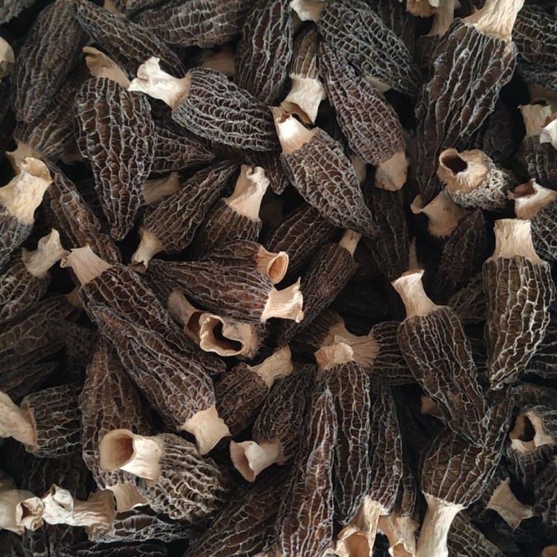 羊肚菌，6到9头茬货