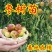 冬枣树沾化枣树基地直发成活率高品质保证欢迎洽谈