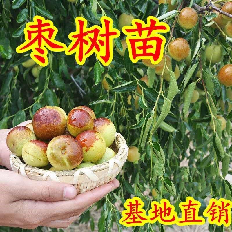 冬枣树沾化枣树基地直发成活率高品质保证欢迎洽谈