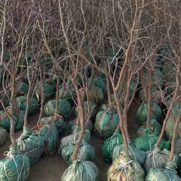 冬枣树沾化枣树基地直发成活率高品质保证欢迎洽谈
