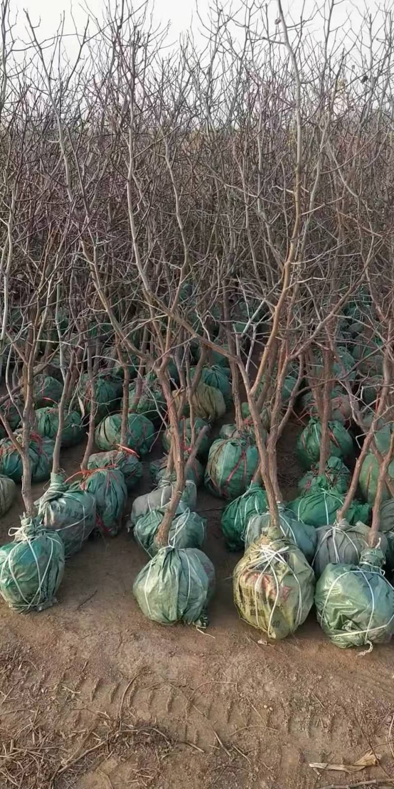 冬枣树沾化枣树基地直发成活率高品质保证欢迎洽谈