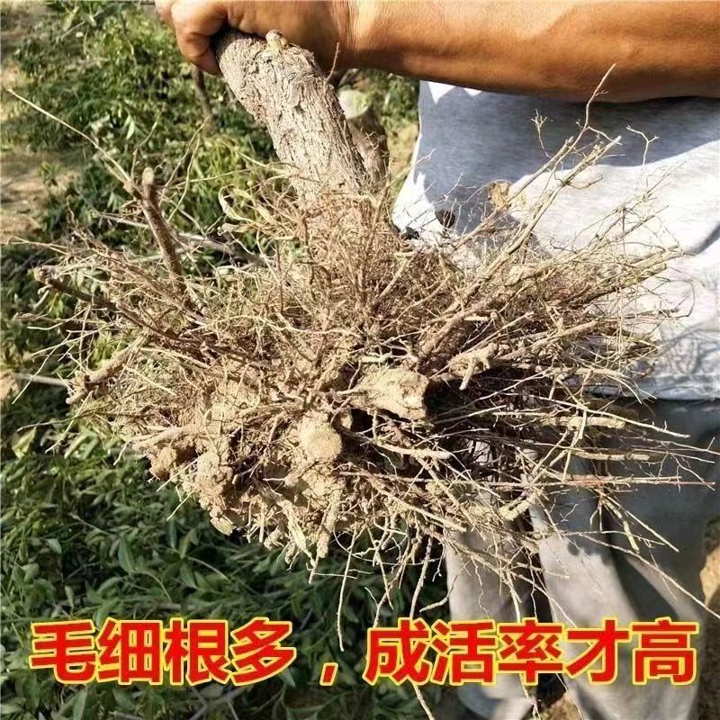 冬枣树沾化枣树基地直发成活率高品质保证欢迎洽谈