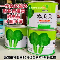 秋冬耐寒菜籽寒美美青梗菜种子抗寒油菜青菜种子春季耐抽苔