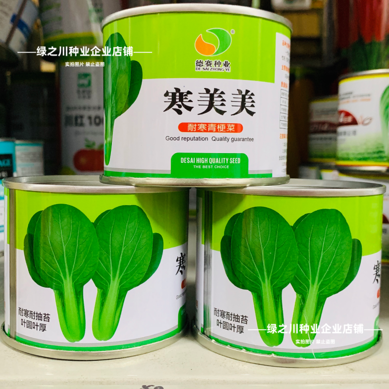 秋冬耐寒菜籽寒美美青梗菜种子抗寒油菜青菜种子春季耐抽苔