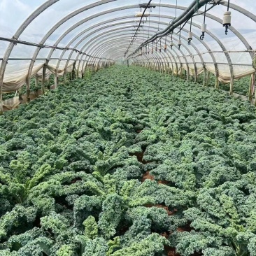 羽衣甘蓝全年稳定供应欢迎咨询实地考察看货