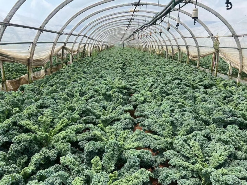 羽衣甘蓝全年稳定供应欢迎咨询实地考察看货