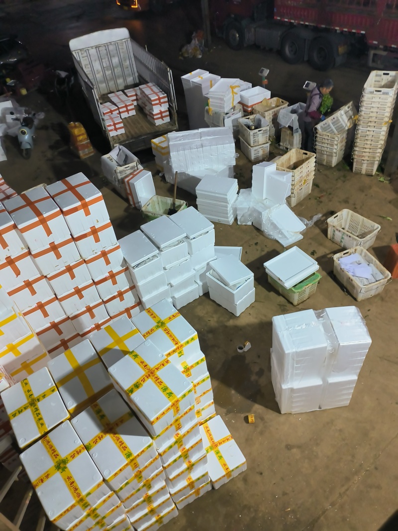 羽衣甘蓝全年稳定供应欢迎咨询实地考察看货