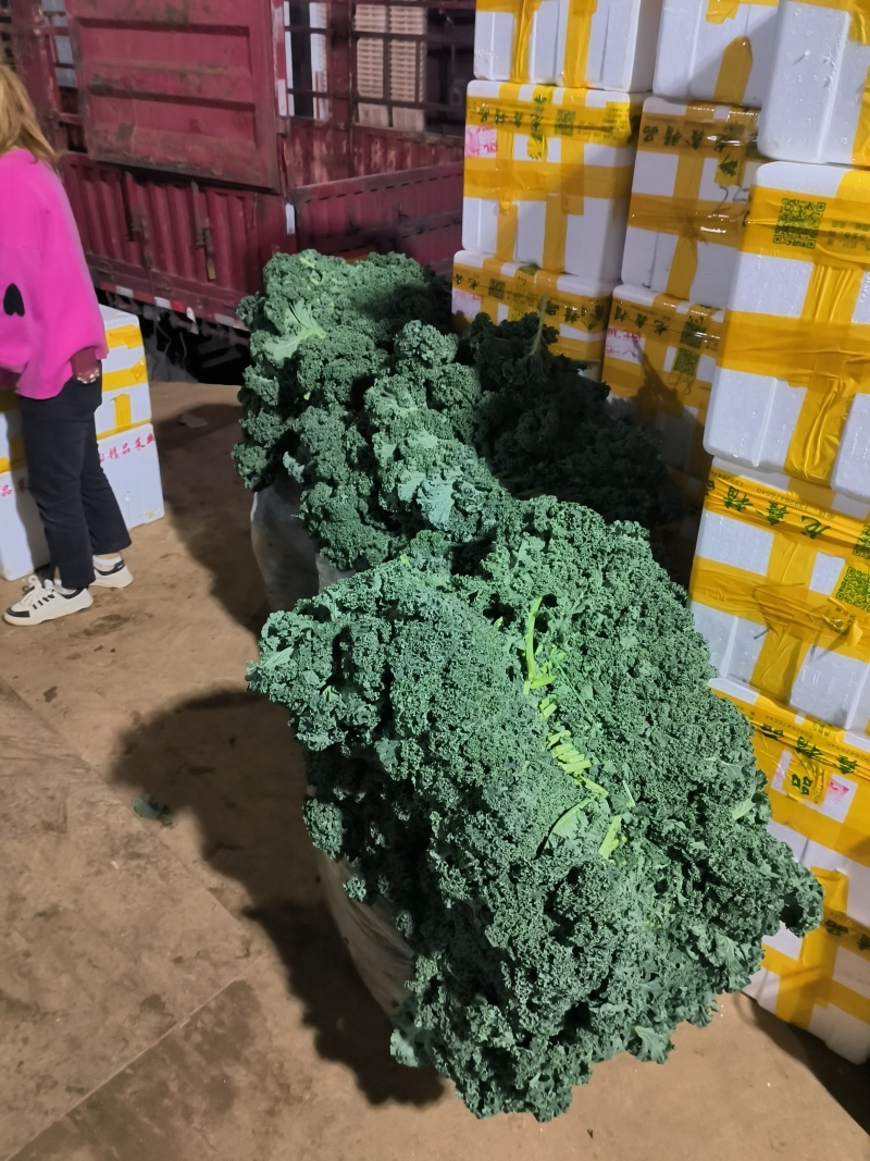 羽衣甘蓝全年稳定供应欢迎咨询实地考察看货