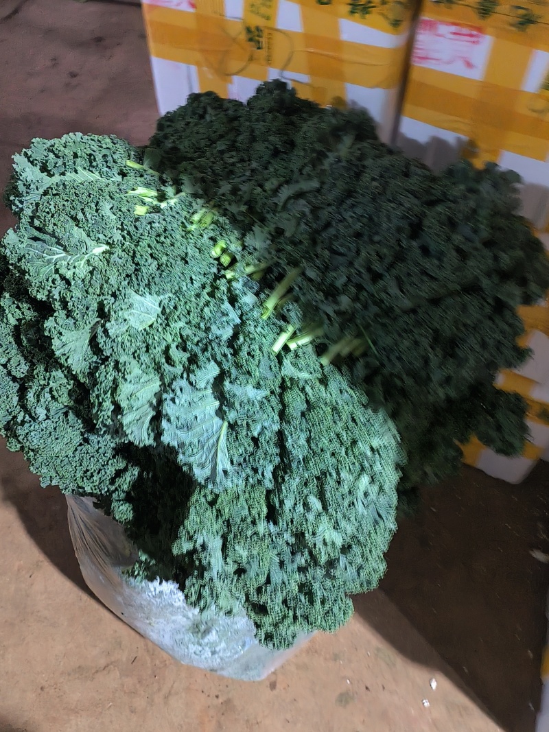 羽衣甘蓝全年稳定供应欢迎咨询实地考察看货