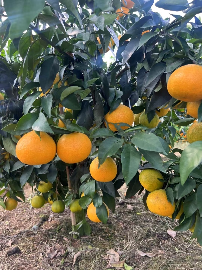 四川爱媛果冻橙皮薄，口感细腻，产地直供，诚信经营