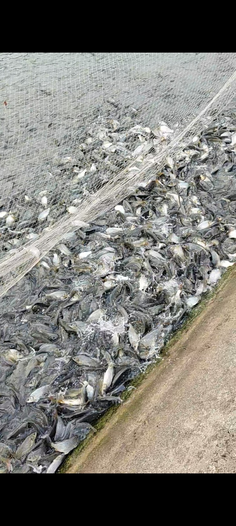 黄河鲤2号鲤鱼苗