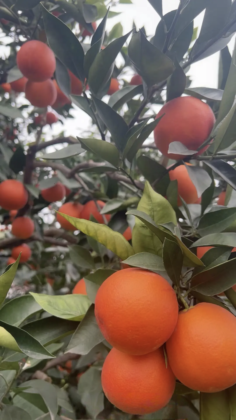 四川资中塔罗科血橙皮薄多汁大量上市欢迎咨询