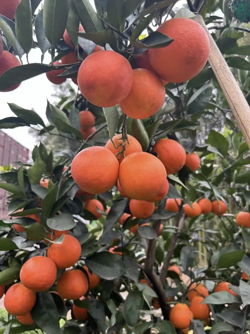 四川资中塔罗科血橙皮薄多汁大量上市欢迎咨询