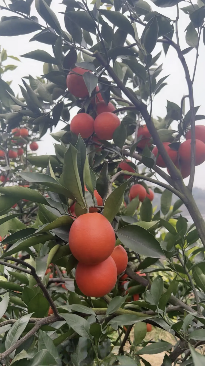 四川资中塔罗科血橙皮薄多汁大量上市欢迎咨询