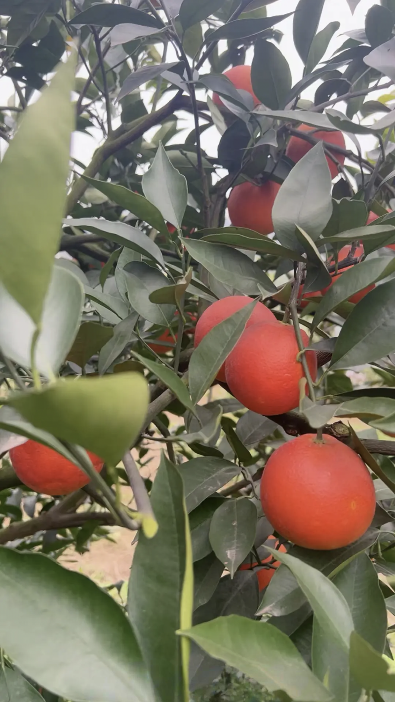 四川资中塔罗科血橙皮薄多汁大量上市欢迎咨询