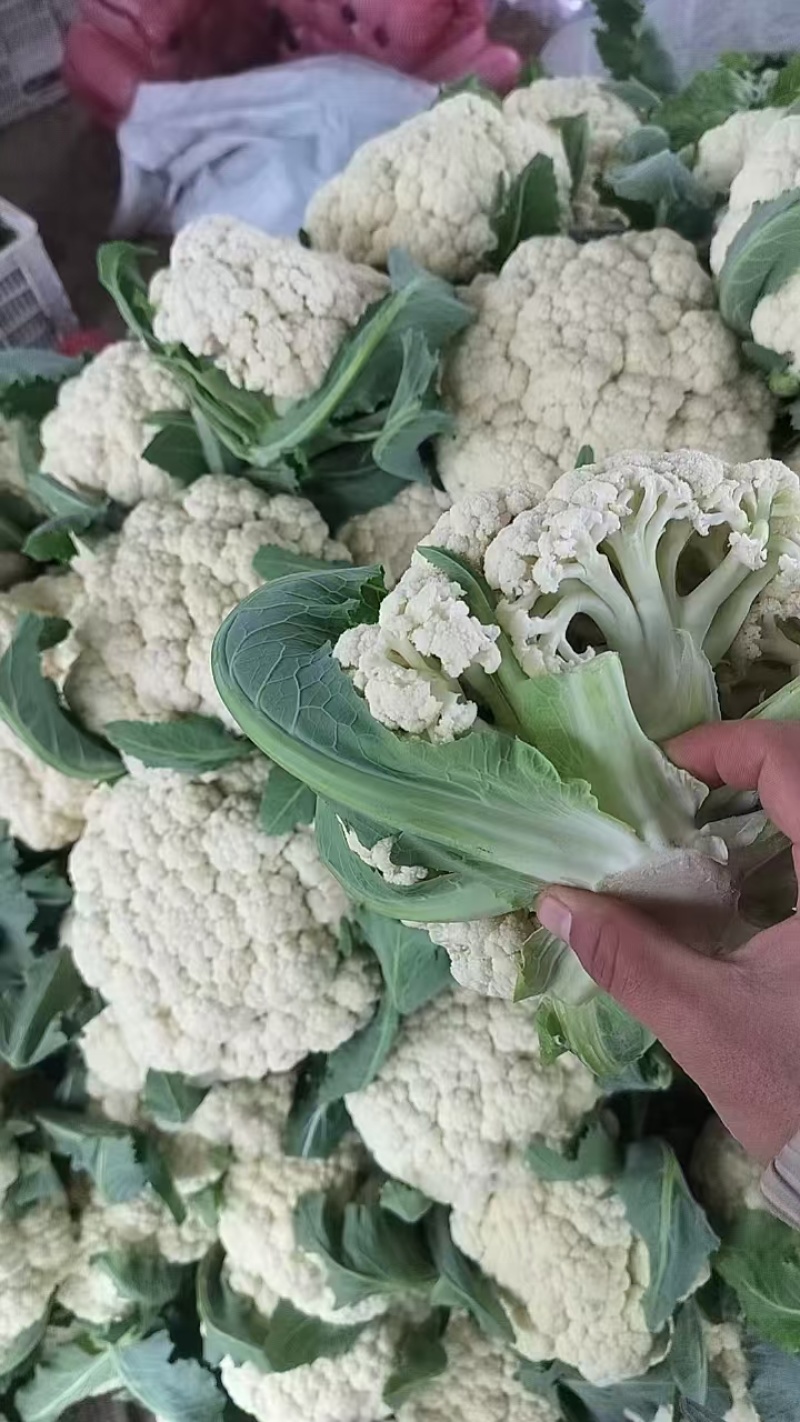 聊城蔬菜原产地青梗有机花大量上市中，货源充足质量有保证