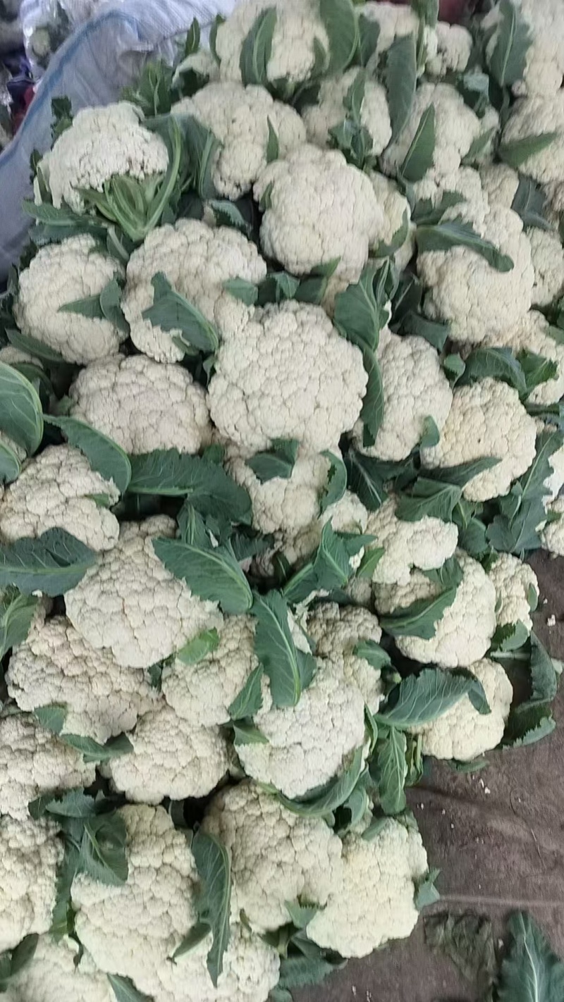 聊城蔬菜原产地青梗有机花大量上市中，货源充足质量有保证
