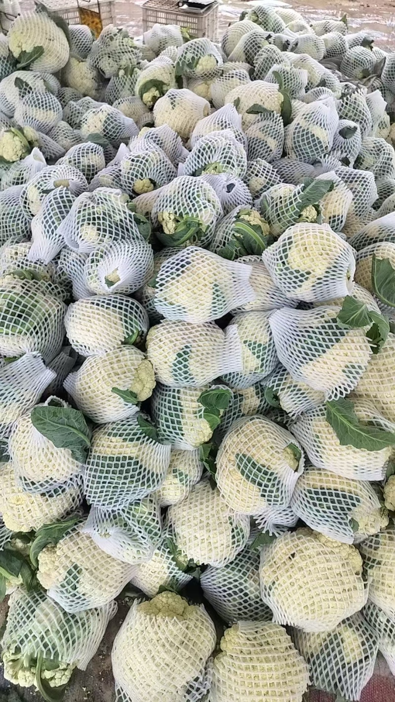 聊城蔬菜原产地青梗有机花大量上市中，货源充足质量有保证