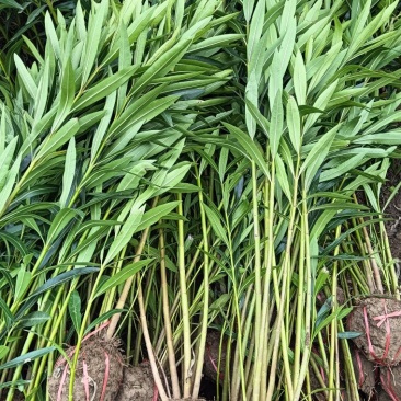 夹竹桃地栽苗夹竹桃杯苗夹竹桃都有。自己种植量大