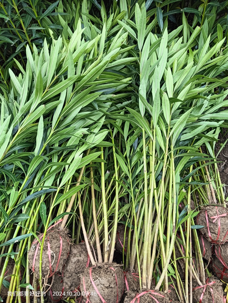 夹竹桃地栽苗夹竹桃杯苗夹竹桃都有。自己种植量大