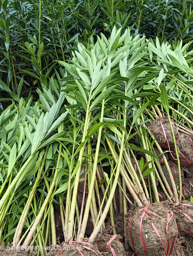 夹竹桃地栽苗夹竹桃杯苗夹竹桃都有。自己种植量大