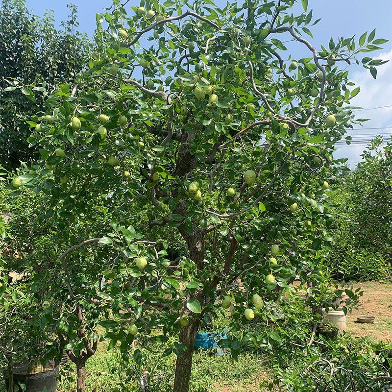 龙须枣树苗盘龙枣树苗果树嫁接苗南北庭院种植当年结果龙枣树