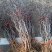 龙须枣树苗盘龙枣树苗果树嫁接苗南北庭院种植当年结果龙枣树
