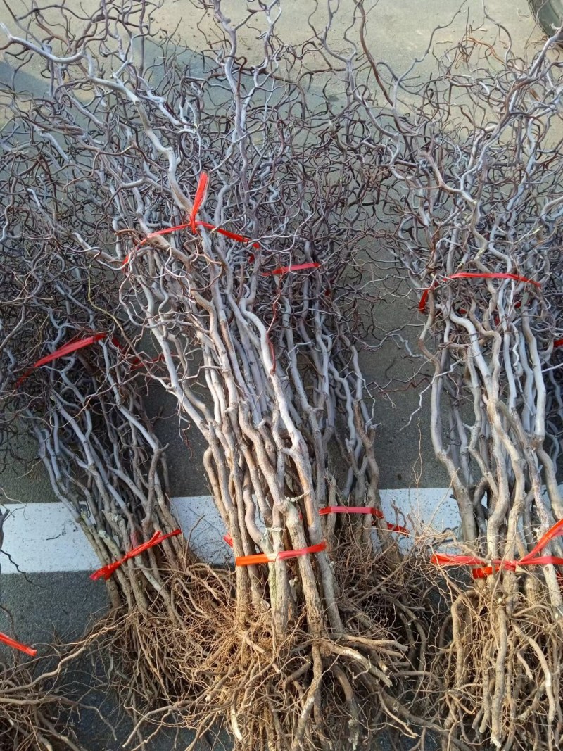 龙须枣树苗盘龙枣树苗果树嫁接苗南北庭院种植当年结果龙枣树