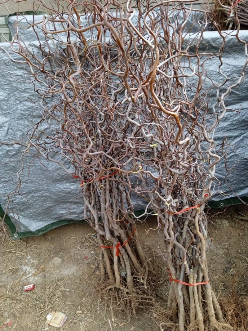 龙须枣树苗盘龙枣树苗果树嫁接苗南北庭院种植当年结果龙枣树
