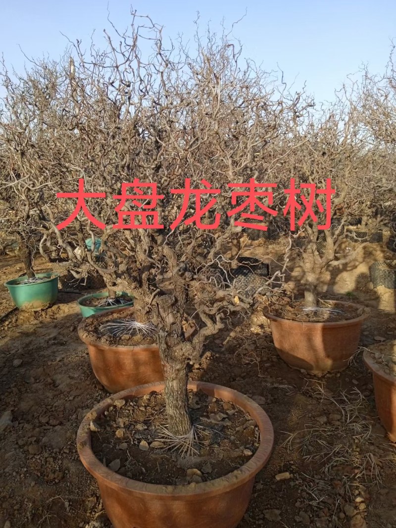 龙须枣树苗盘龙枣树苗果树嫁接苗南北庭院种植当年结果龙枣树