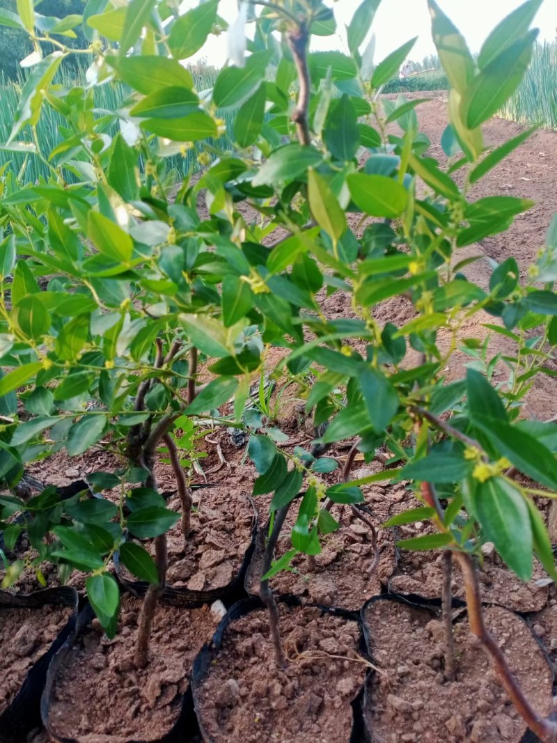 龙须枣树苗盘龙枣树苗果树嫁接苗南北庭院种植当年结果龙枣树