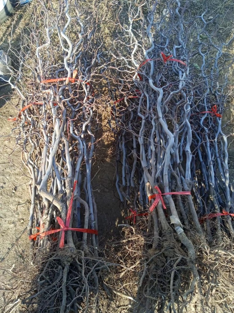 龙须枣树苗盘龙枣树苗果树嫁接苗南北庭院种植当年结果龙枣树