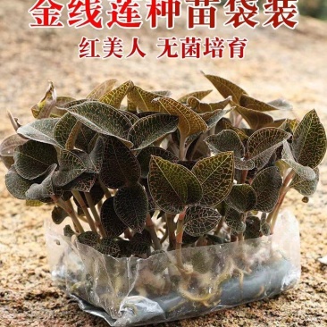 金线莲苗