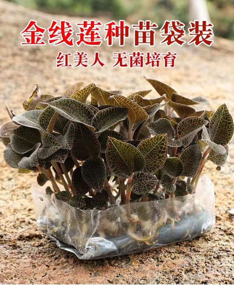 金线莲苗