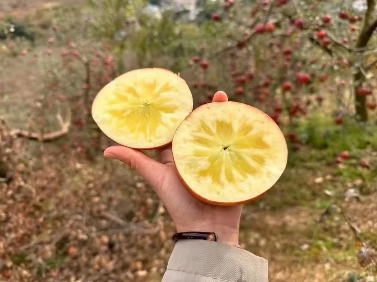 丑苹果切开展示冰糖心