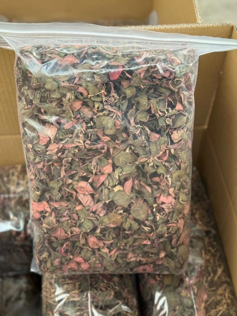 台湾红霞金线莲货源充足量大从优质量保证