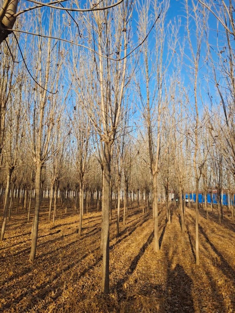 白蜡