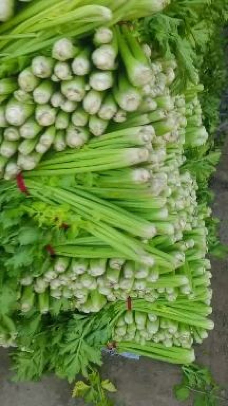 西芹，西芹黄后！无丝颜色翠绿！口感**！可供电商商超