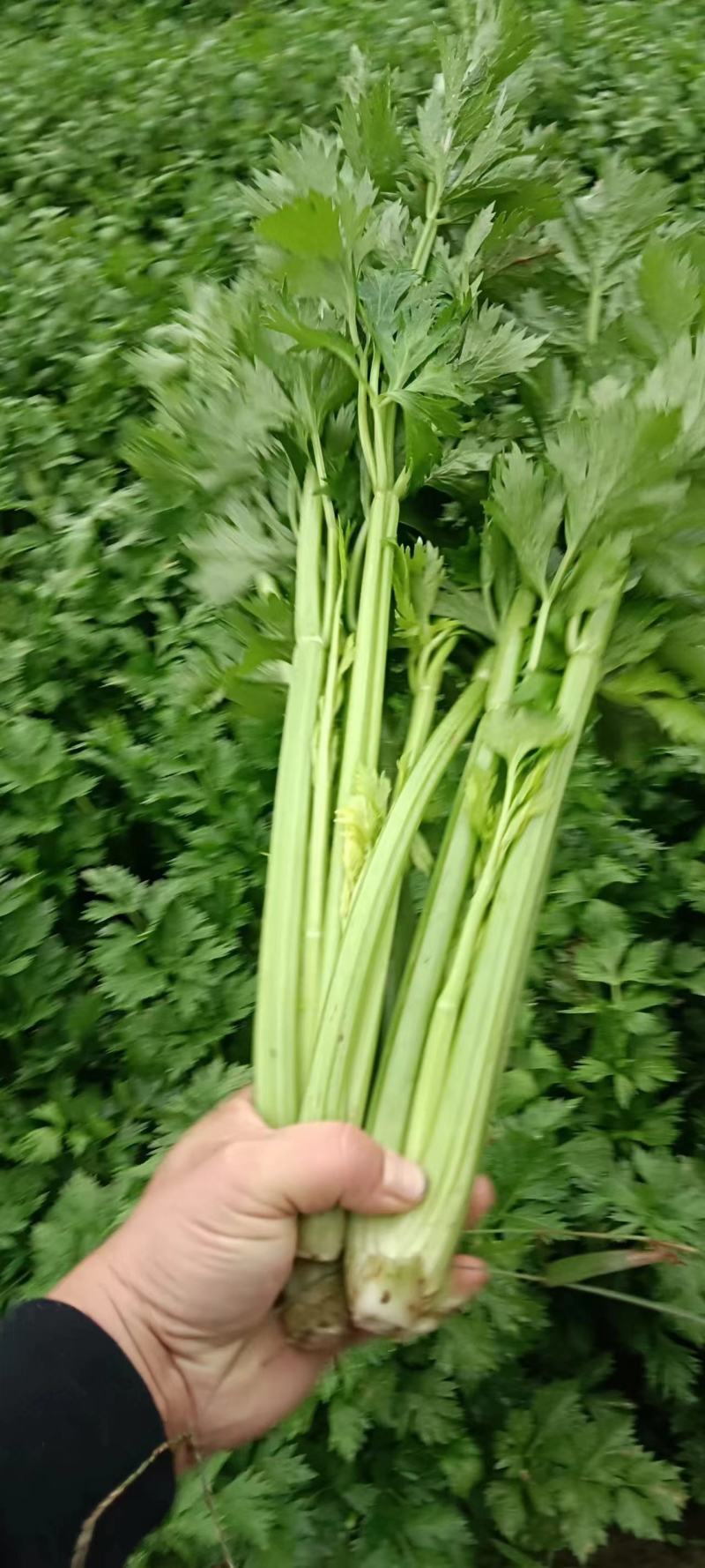 西芹，西芹黄后！无丝颜色翠绿！口感**！可供电商商超