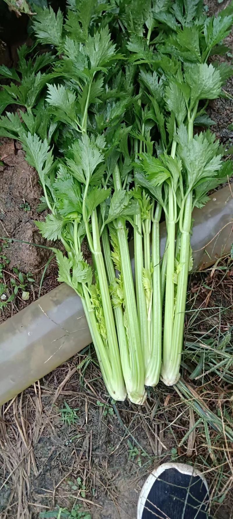 西芹，西芹黄后！无丝颜色翠绿！口感**！可供电商商超