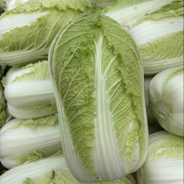 黄心白菜上车048